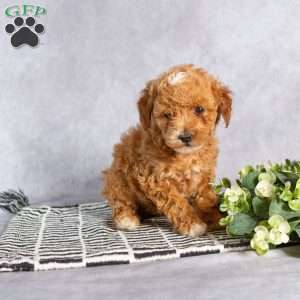 Frisky, Toy Poodle Puppy